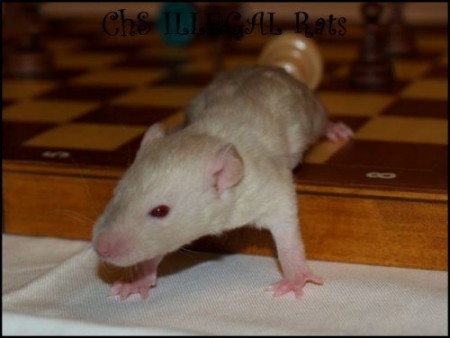 † Ella ILLEGAL Rats (E13)